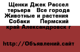 Щенки Джек Рассел терьера - Все города Животные и растения » Собаки   . Пермский край,Александровск г.